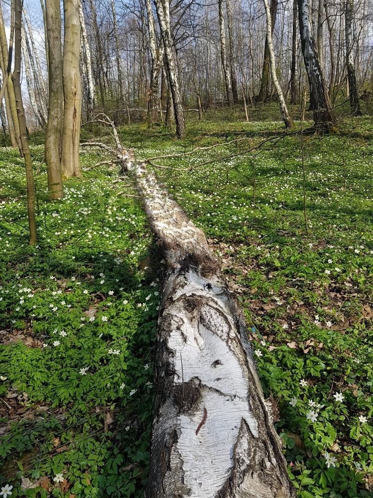 Powalona brzoza w wąwozie, dookoła biały dywan kwitnących zawilców